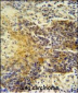 MRPS24 Antibody (Center)